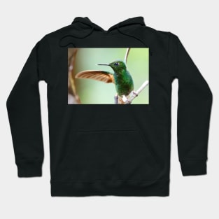 Buff-Tailed Coronet Bird Hoodie